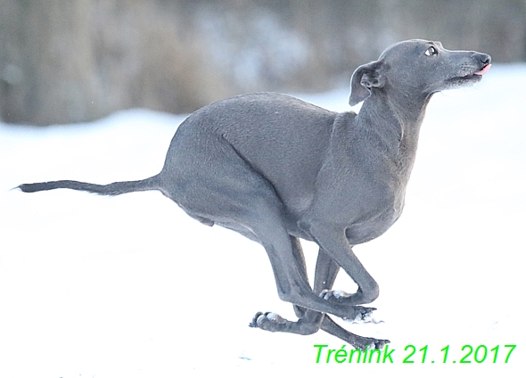 Náš trénink 21.1.2017  (101)