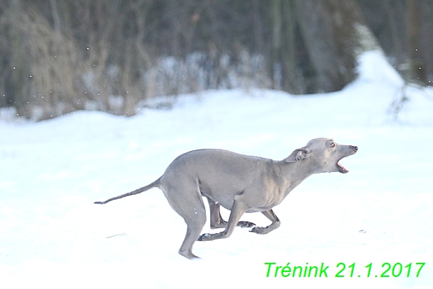 Náš trénink 21.1.2017  (111)