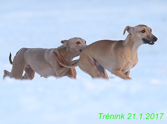 Náš trénink 21.1.2017  (116)