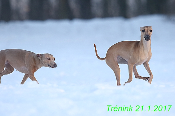 Náš trénink 21.1.2017  (120)