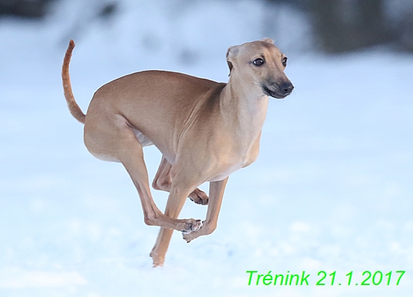 Náš trénink 21.1.2017  (122)