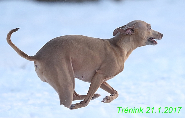 Náš trénink 21.1.2017  (127)