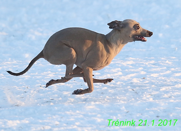 Náš trénink 21.1.2017  (129)