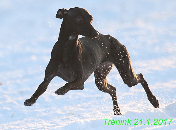 Náš trénink 21.1.2017  (139)