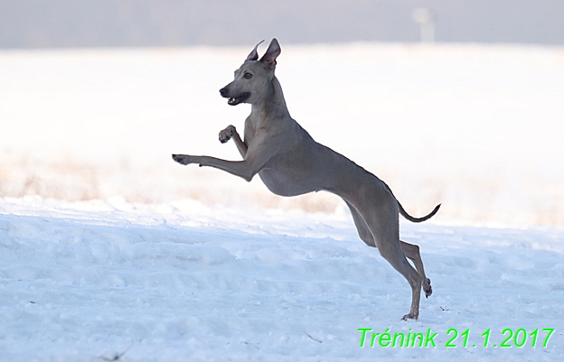 Náš trénink 21.1.2017  (35)