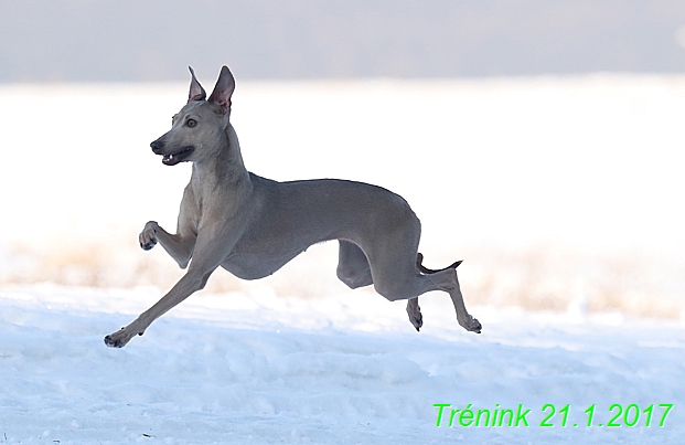 Náš trénink 21.1.2017  (36)