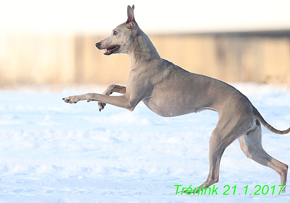 Náš trénink 21.1.2017  (37)