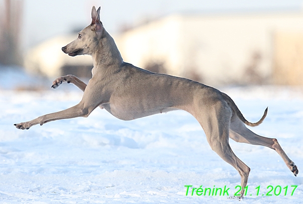 Náš trénink 21.1.2017  (38)