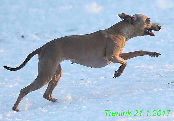 Náš trénink 21.1.2017 (132)