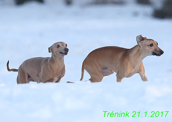 Náš trénink 21.1.2017  (117)