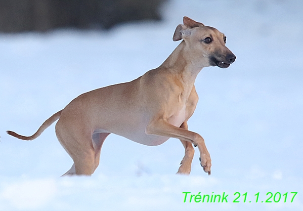 Náš trénink 21.1.2017  (118)