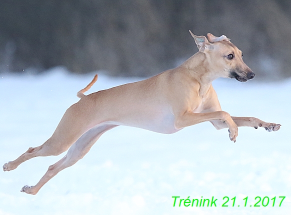 Náš trénink 21.1.2017  (123)