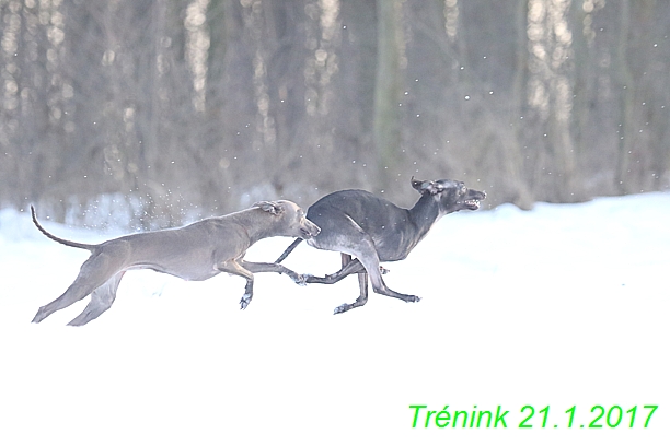 Náš trénink 21.1.2017  (87)