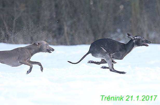 Náš trénink 21.1.2017  (85)