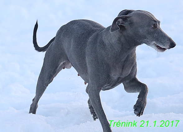 Náš trénink 21.1.2017  (141)