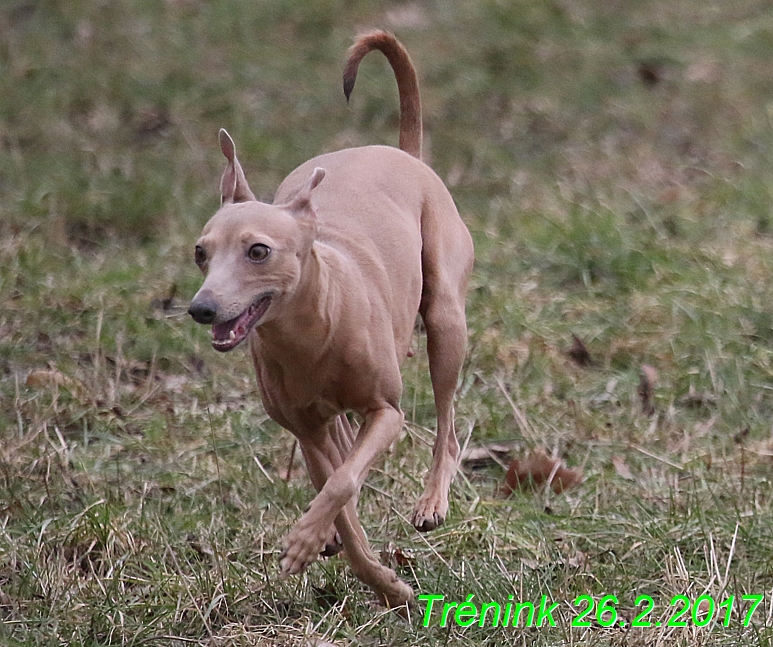 Náš trénink 26.2.2017 Feny a Bertrando (5)