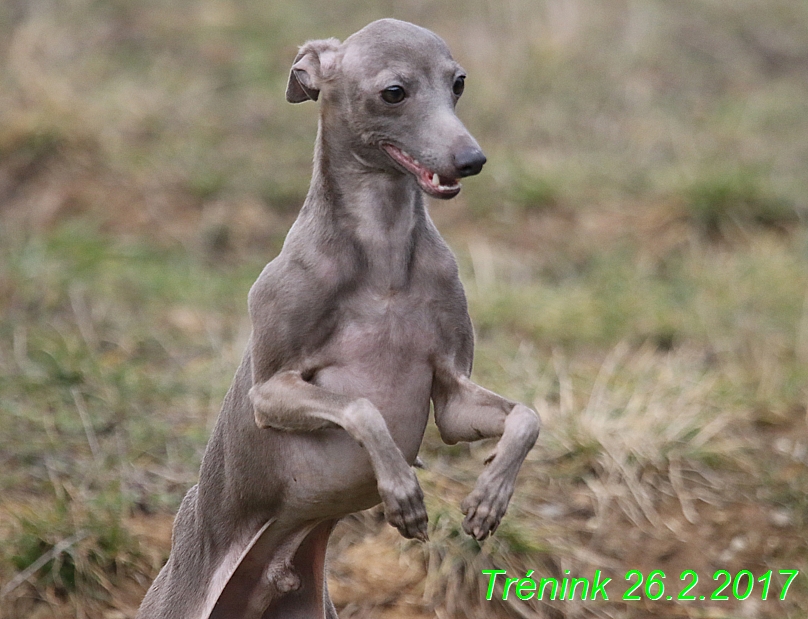 Náš trénink 26.2.2017 Feny a Bertrando (16)