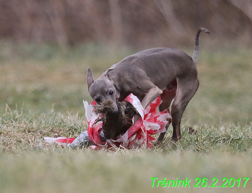 Náš trénink 26.2.2017 Feny a Bertrando (21)