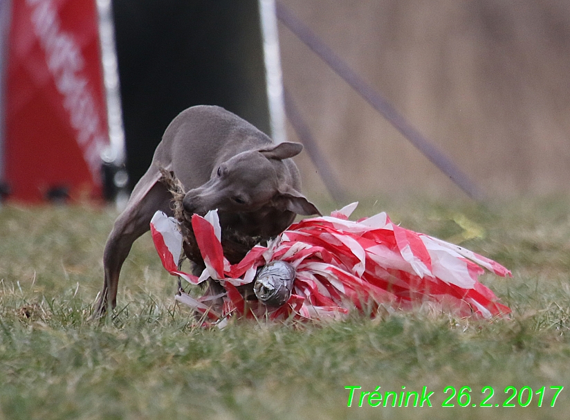 Náš trénink 26.2.2017 Feny a Bertrando (22)