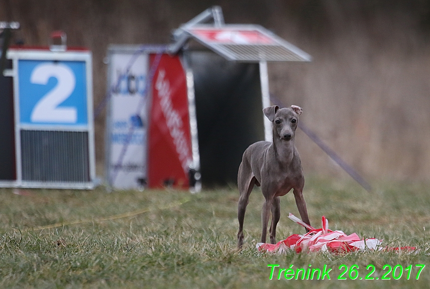 Náš trénink 26.2.2017 Feny a Bertrando (30)