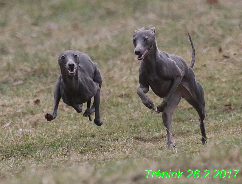 Náš trénink 26.2.2017 Feny a Bertrando (44)