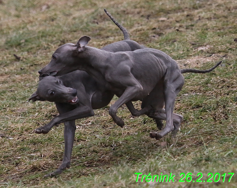 Náš trénink 26.2.2017 Feny a Bertrando (48)