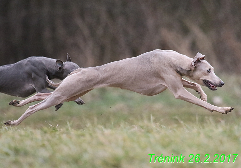 Náš trénink 26.2.2017 Feny a Bertrando (55)