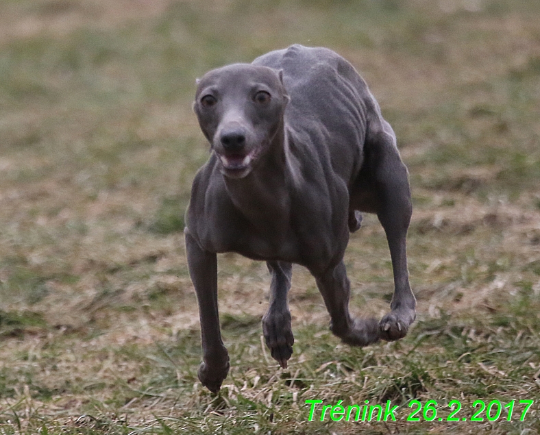 Náš trénink 26.2.2017 Feny a Bertrando (66)