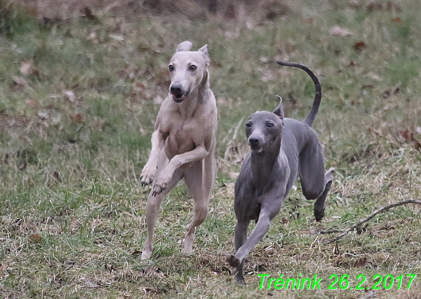 Náš trénink 26.2.2017 Feny a Bertrando (67)