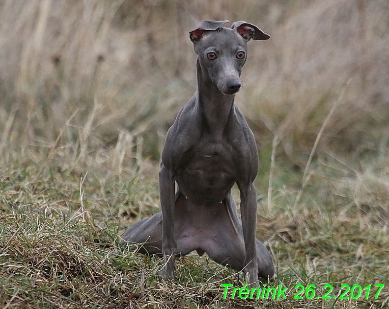 Náš trénink 26.2.2017 Feny a Bertrando (74)