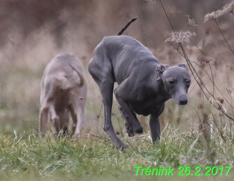 Náš trénink 26.2.2017 Feny a Bertrando (76)