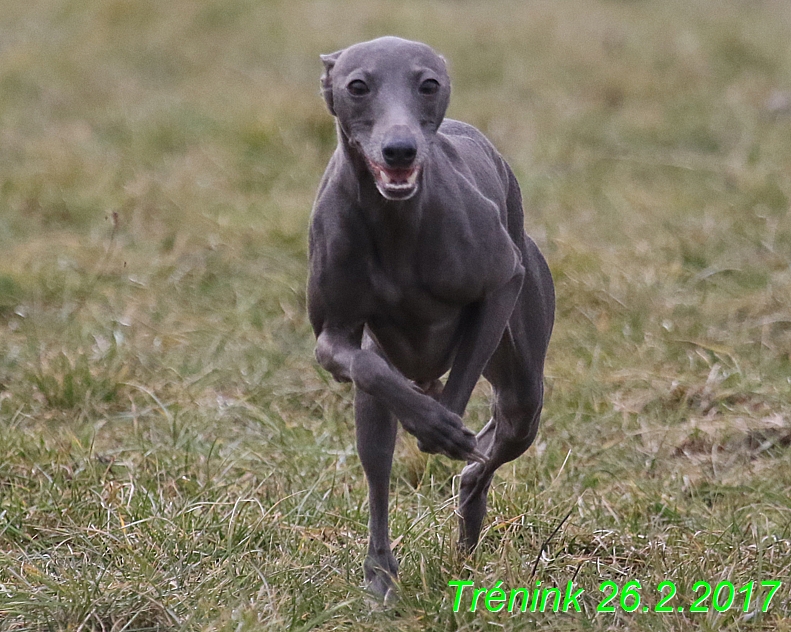 Náš trénink 26.2.2017 Feny a Bertrando (77)