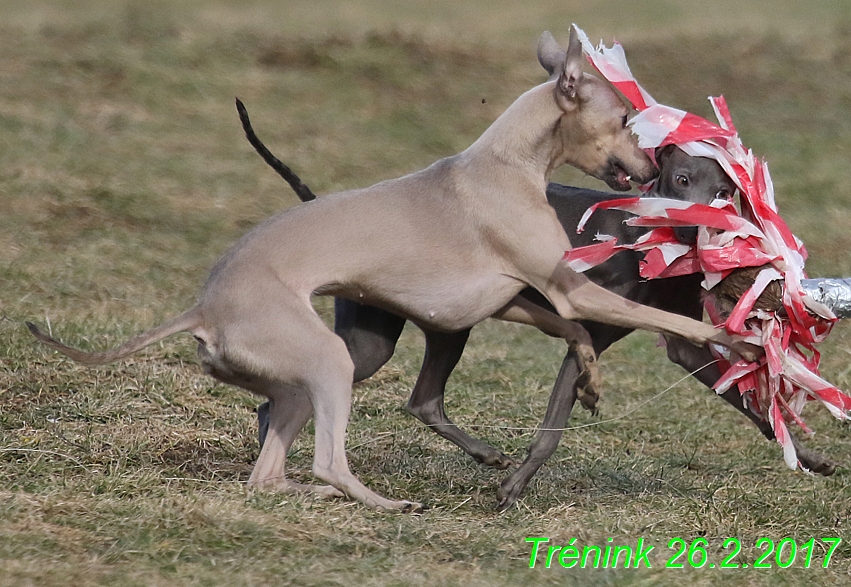 Náš trénink 26.2.2017 Feny a Bertrando (98)