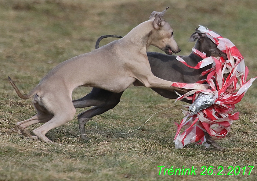 Náš trénink 26.2.2017 Feny a Bertrando (99)