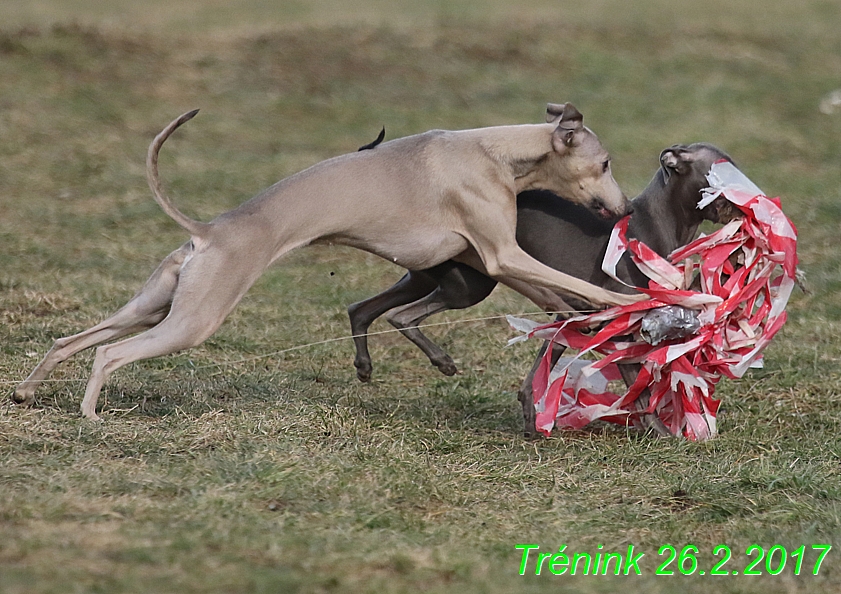 Náš trénink 26.2.2017 Feny a Bertrando (100)