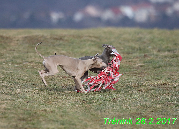 Náš trénink 26.2.2017 Feny a Bertrando (101)