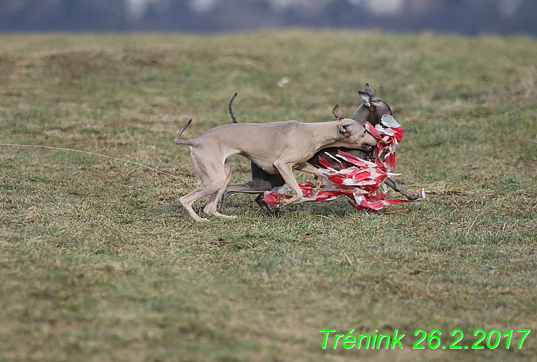 Náš trénink 26.2.2017 Feny a Bertrando (102)