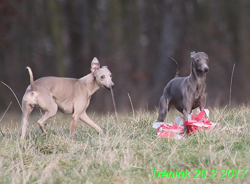 Náš trénink 26.2.2017 Feny a Bertrando (108)