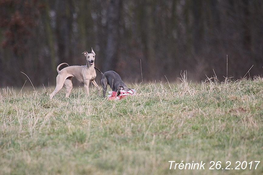 Náš trénink 26.2.2017 Feny a Bertrando (109)