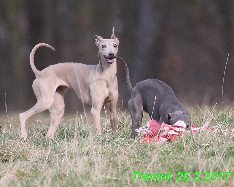 Náš trénink 26.2.2017 Feny a Bertrando (110)