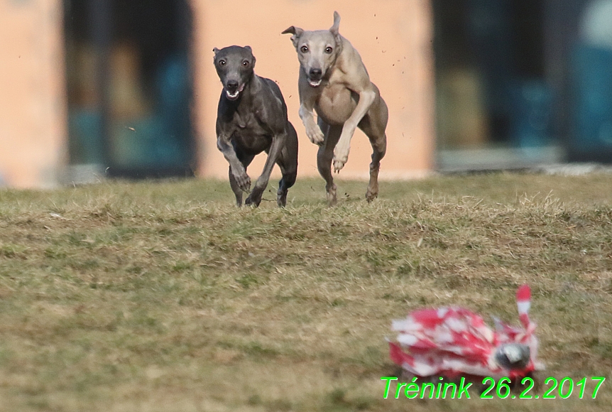 Náš trénink 26.2.2017 Feny a Bertrando (113)