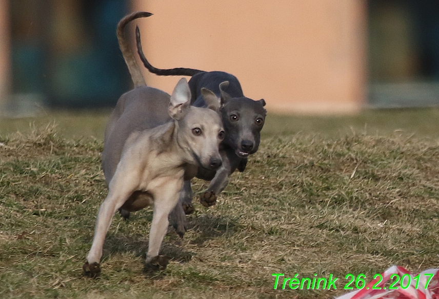 Náš trénink 26.2.2017 Feny a Bertrando (118)