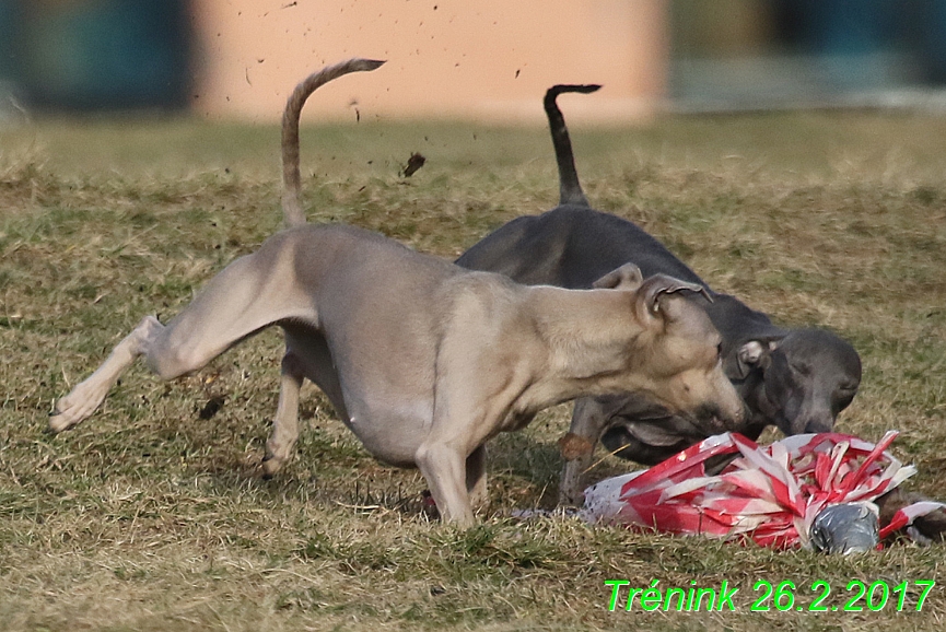 Náš trénink 26.2.2017 Feny a Bertrando (120)