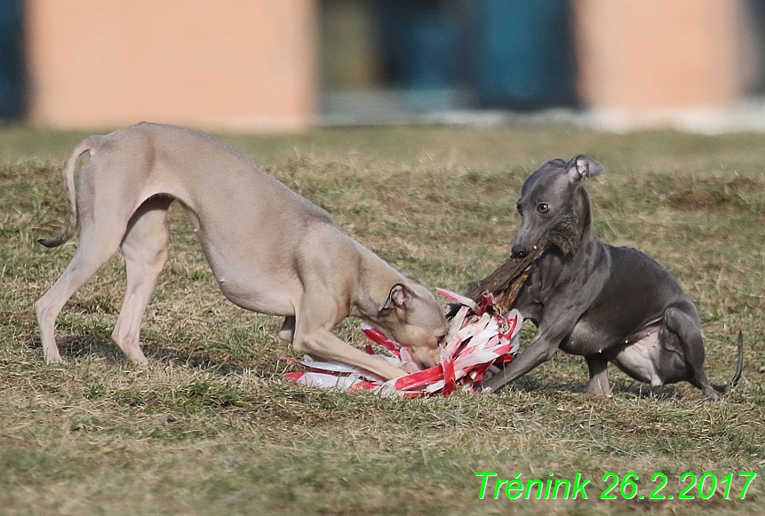 Náš trénink 26.2.2017 Feny a Bertrando (121)