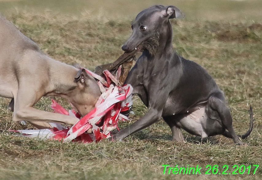 Náš trénink 26.2.2017 Feny a Bertrando (122)