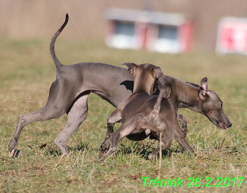 Náš trénink 26.2.2017 Feny a Bertrando (126)