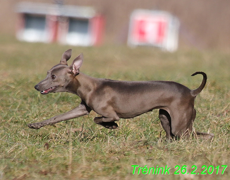 Náš trénink 26.2.2017 Feny a Bertrando (129)