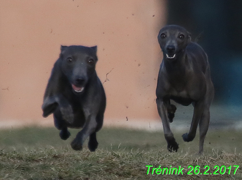 Náš trénink 26.2.2017 Feny a Bertrando (137)