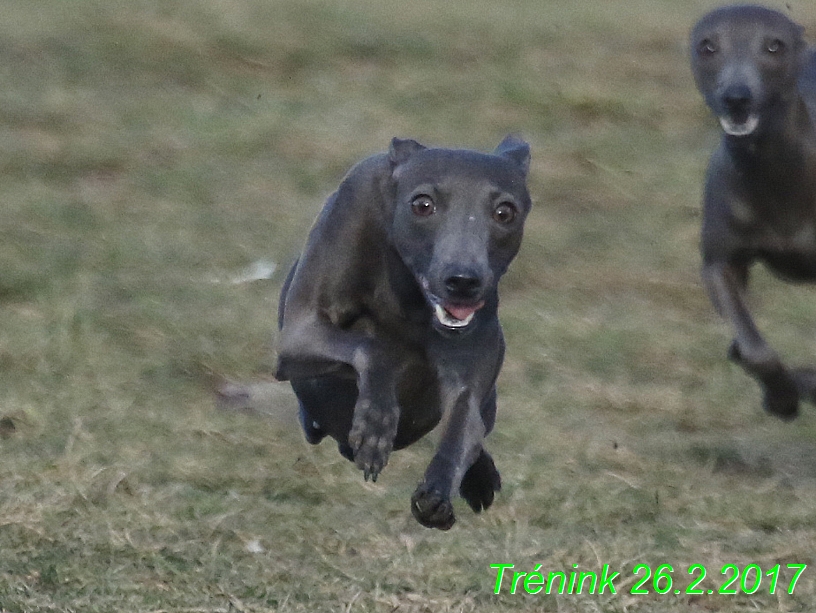 Náš trénink 26.2.2017 Feny a Bertrando (140)