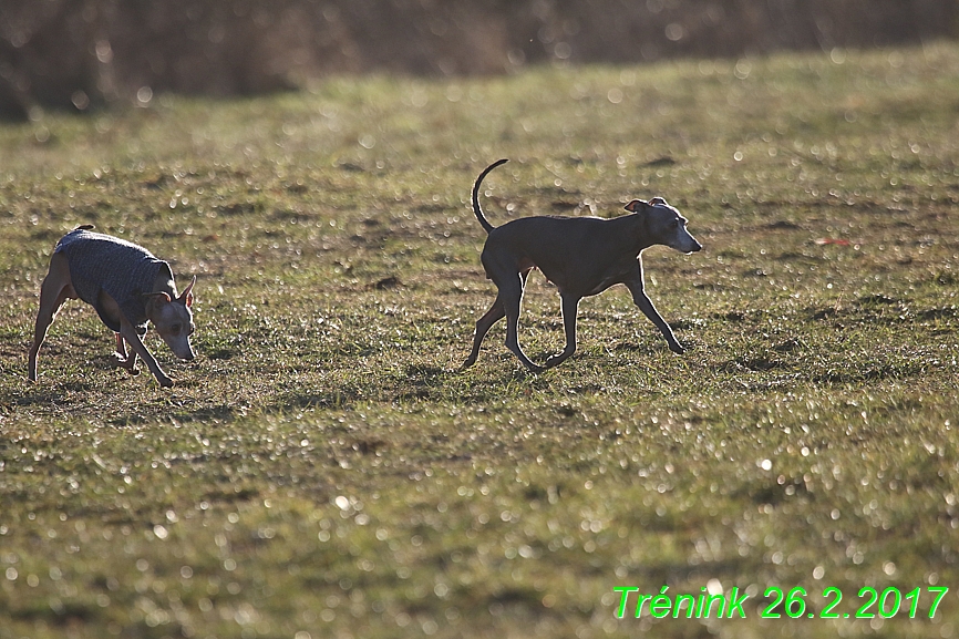 Náš trénink 26.2.2017 Feny a Bertrando (157)